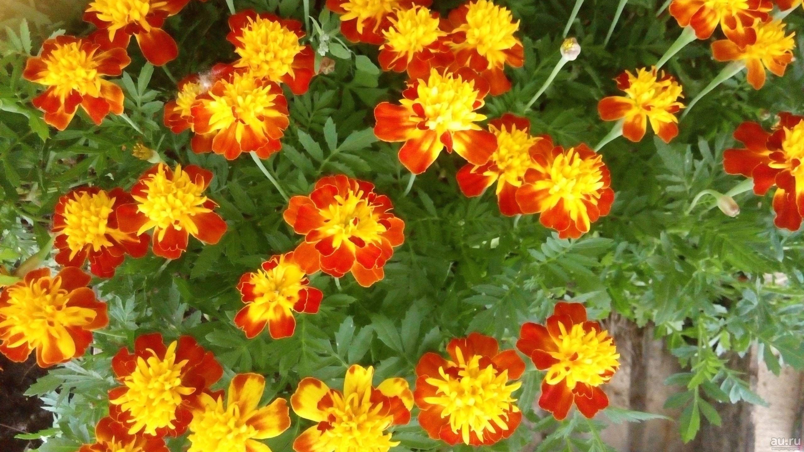 Marigold Spray Petite Annual Flower Seeds - Pack of 250 Seeds for Home Gardening, Landscaping & Outdoor Decor