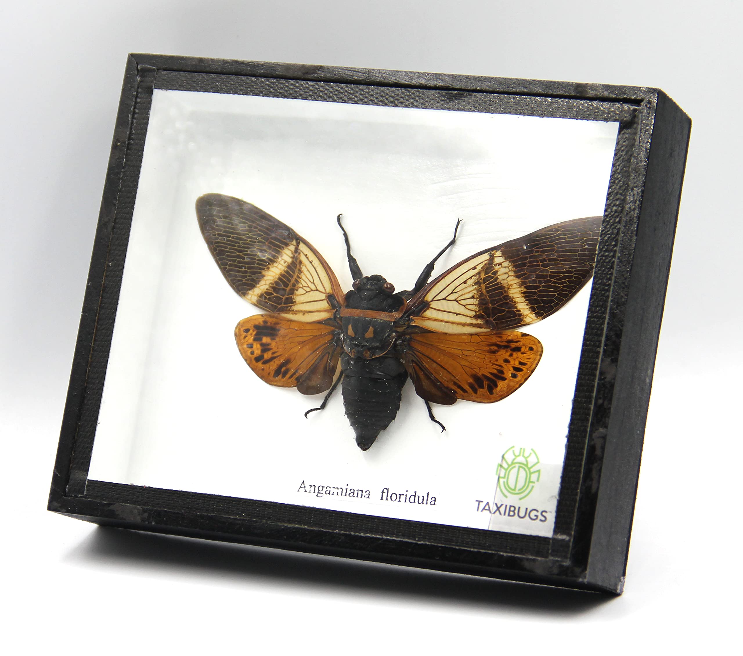 Real Exotic Cicada Taxidermy Framed in Black Wooden Box with Red Wings - Unique Insect Specimen for Home Decor, Nature Lovers Gift, Entomology Display & Gothic Aesthetic
