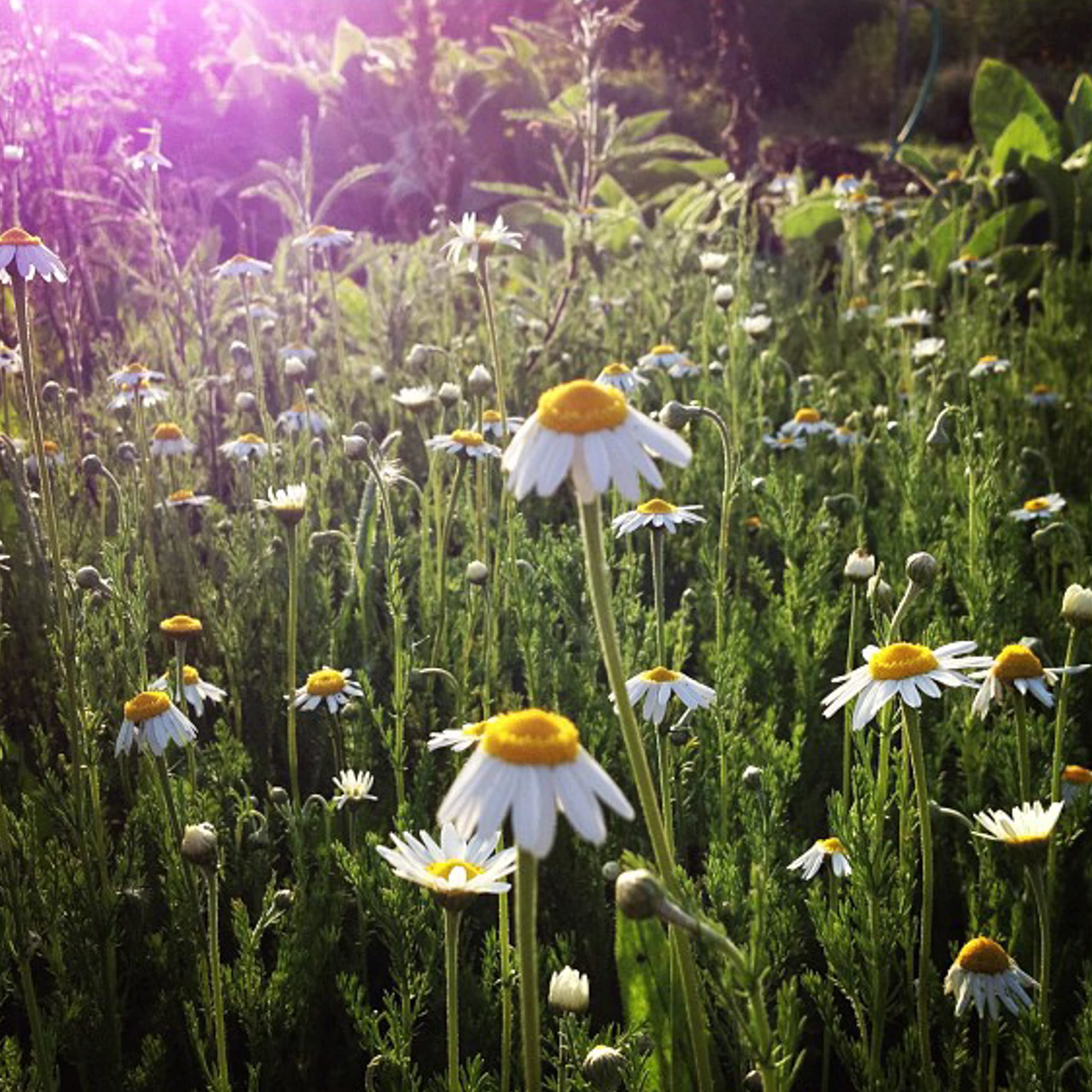 Organic Roman Chamomile Seeds - 1000 Heirloom Non-GMO Flower Seeds for Planting | Gardening Supplies for Herb Garden, Wildflower Meadow & Outdoor Planting | Perfect for Tea Making, Aromatherapy & Natural Remedies - Grown in USA