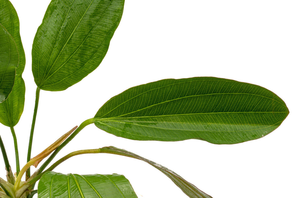 Echinodorus Osiris Rubra - Red Amazon Sword Plant for Aquarium | Live Aquatic Plants for Fish Tank Decoration | Perfect for Freshwater Aquascaping and Aquatic Gardens
