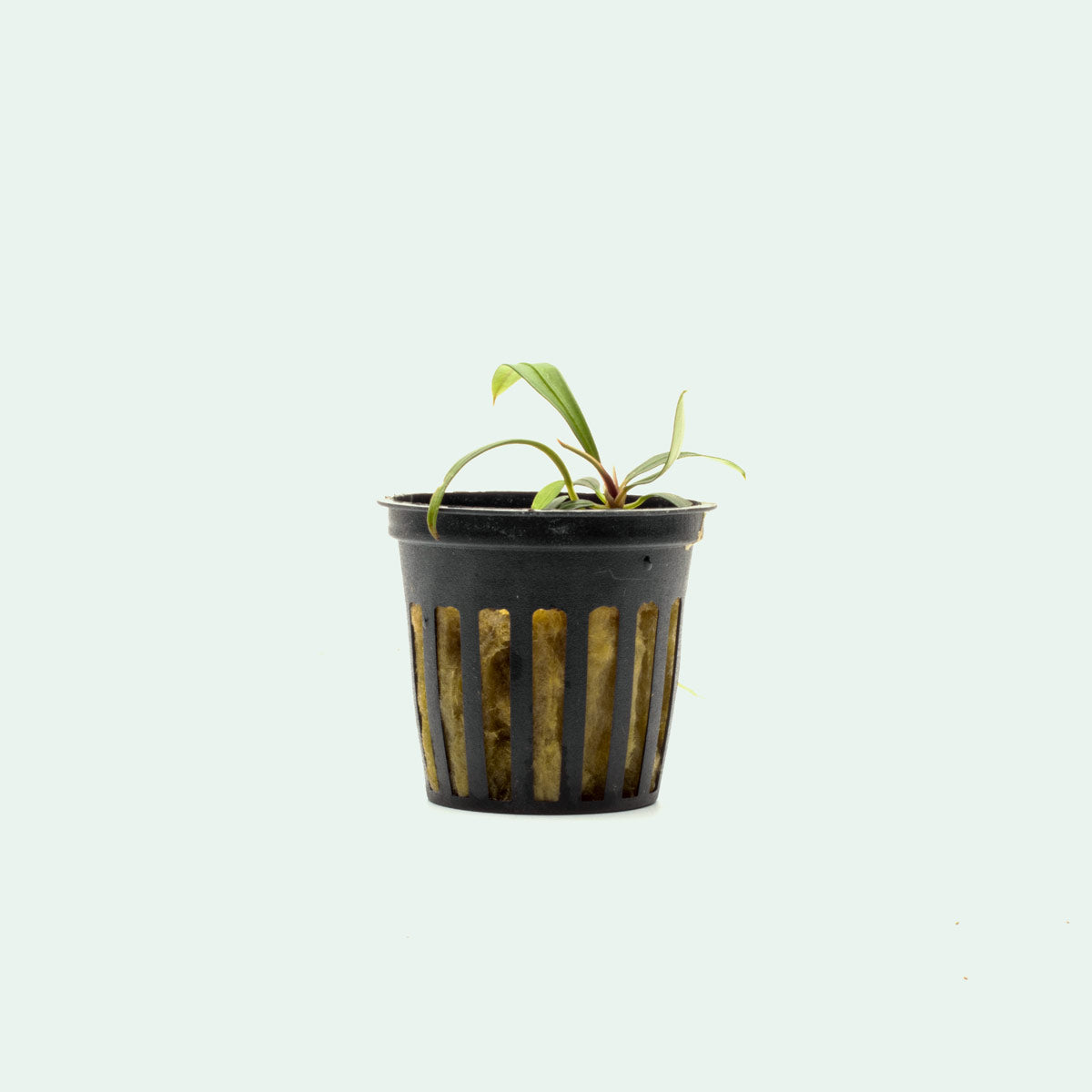 Aridarum Mini - Rare Aquatic Plant for Aquariums & Terrariums | Perfect for Nano Tanks, Paludariums & Water Terrariums