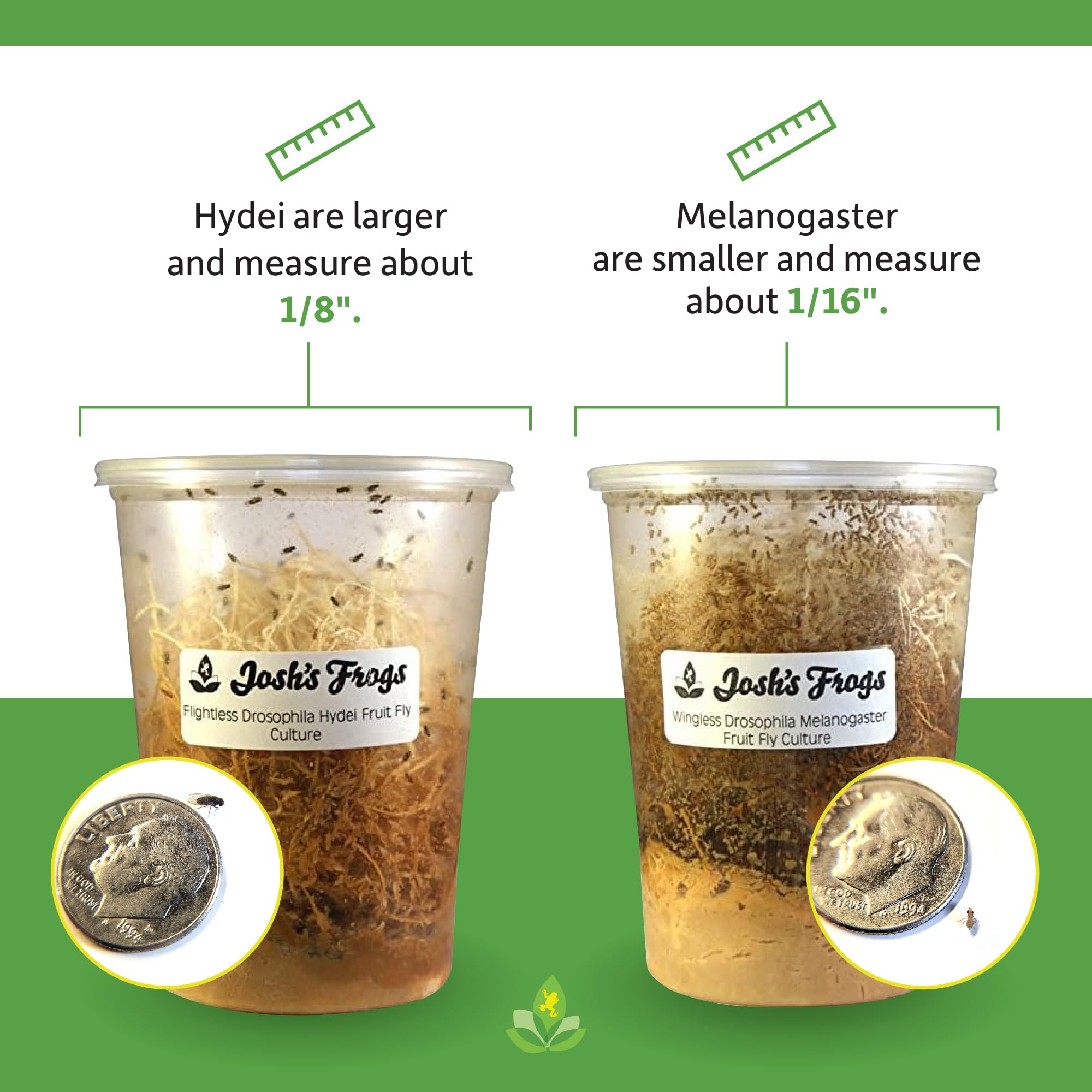 Josh's Frogs Wingless Drosophila Melanogaster Fruit Fly Cultures - Fresh Live Food for Reptiles, Amphibians & Fish - Ideal for Feeding Frogs, Lizards, and Small Pets