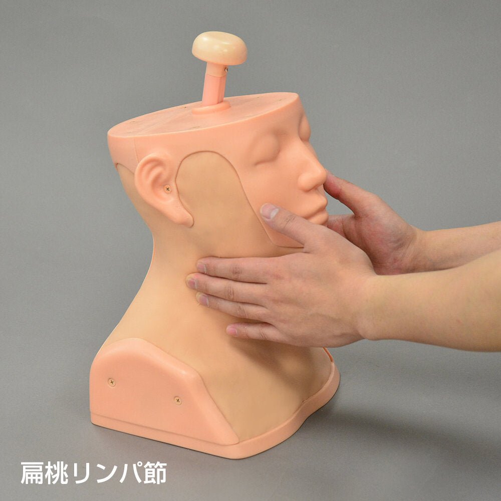 Professional Head and Neck Palpation Trainer - Medical Training Model for Physical Therapy & Chiropractic Practice - Perfect for Anatomy Study & Clinical Skill Development