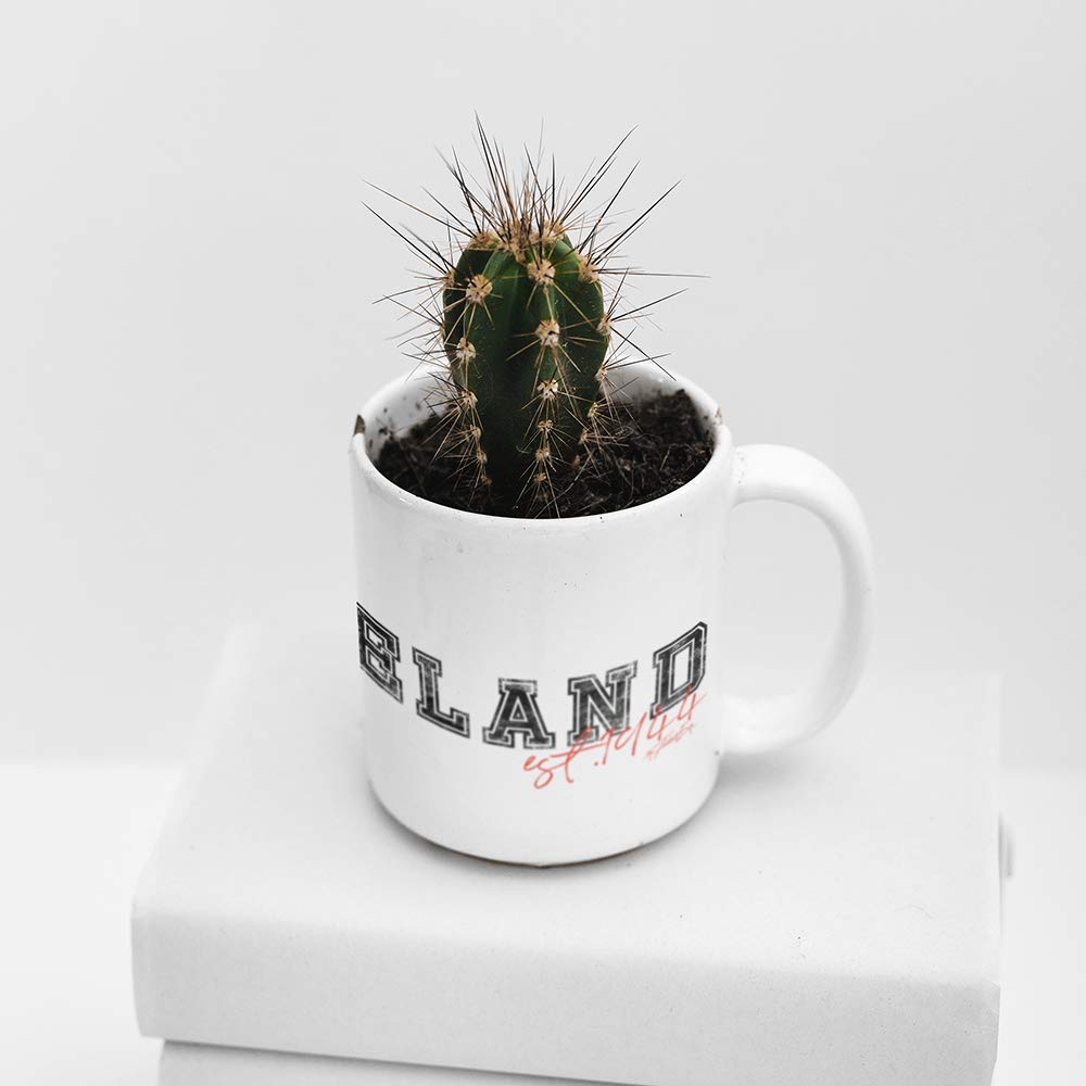 Cleveland Browns NFL Football Team 11 oz Ceramic Coffee Mug - Funny Gift for Men, Fans, Office Use, Game Day & Sports Themed Parties