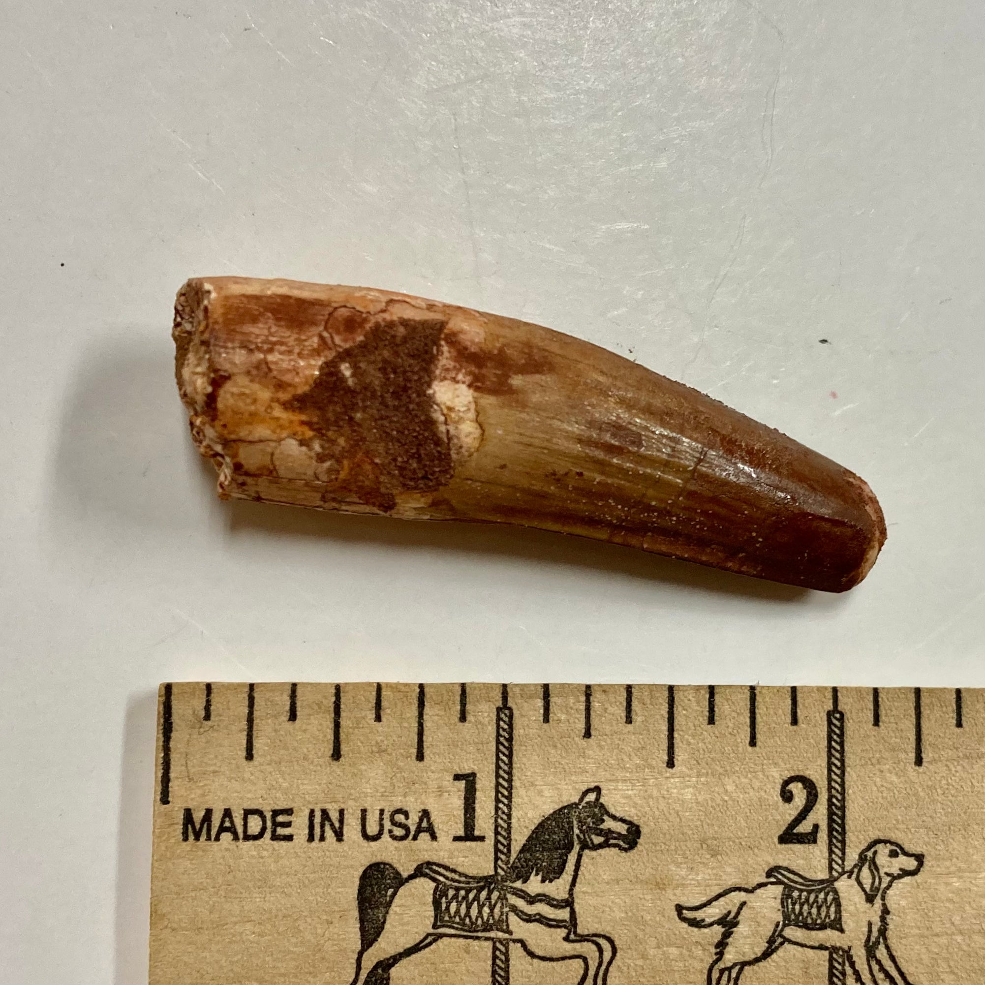 Authentic Spinosaurus Tooth Fossil - Dinosaur Collector's Item & Educational Specimen - Perfect for Paleontology Enthusiasts, Science Classrooms & Home Decor