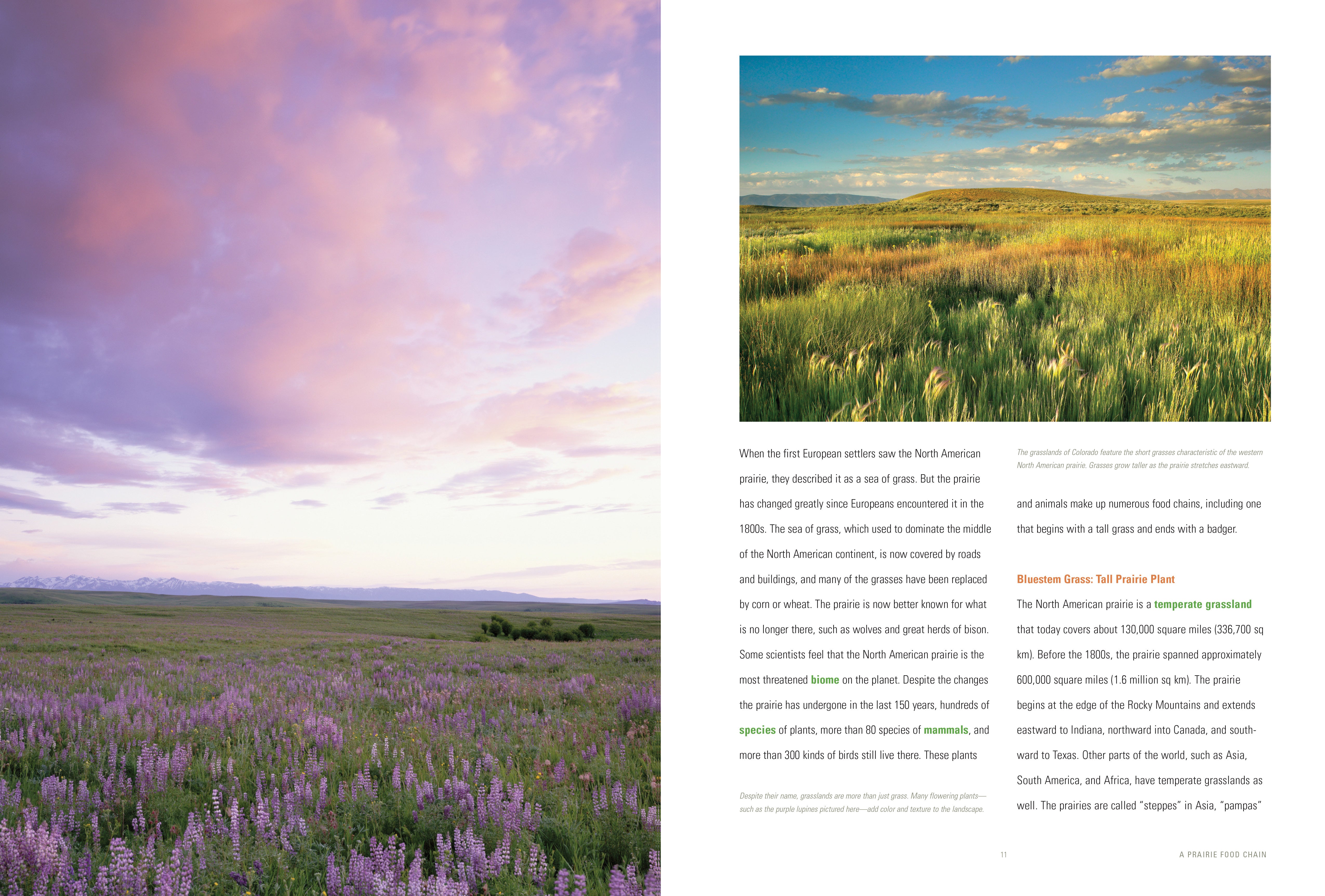 Organic Prairie Food Chain Snacks | Healthy, Non-GMO, Gluten-Free | Perfect for Hiking, Camping & Outdoor Adventures