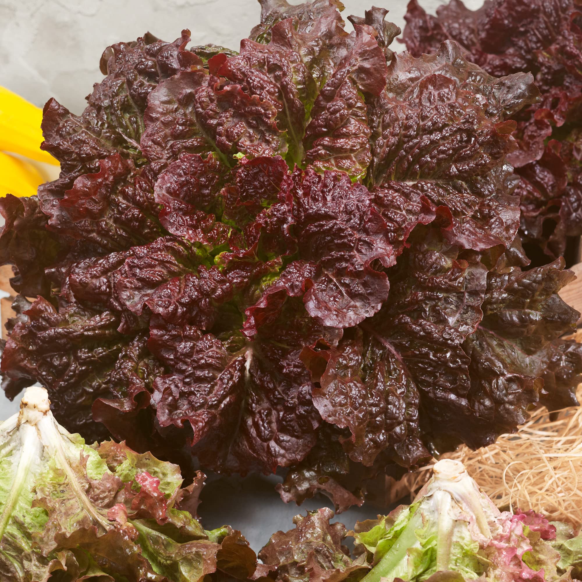 Merlot Leaf Lettuce Seeds - 25 Lb Bulk ~10 Million Seeds - Non-GMO Heirloom Vegetable Garden Seeds (Lactuca Sativa) for Fresh Salads, Home Gardening & Commercial Farming
