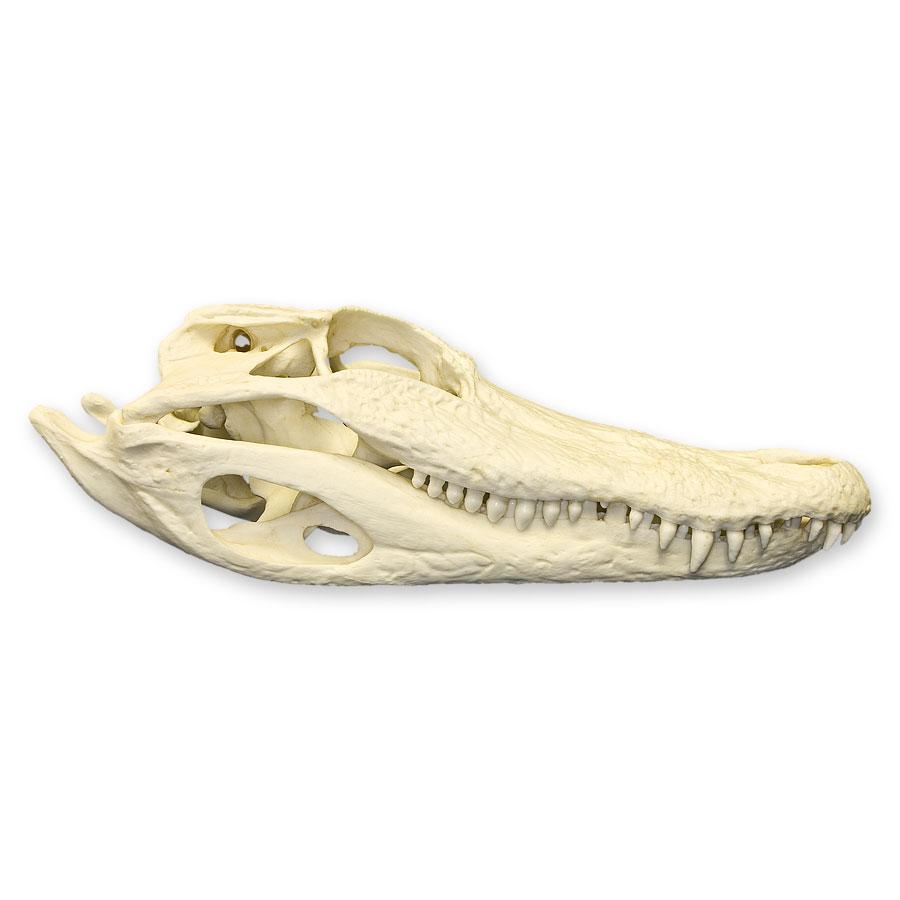 Authentic Replica American Alligator Skull - 11.5 Inch Lifelike Alligator Head Model for Home Decor, Educational Display, and Halloween Props