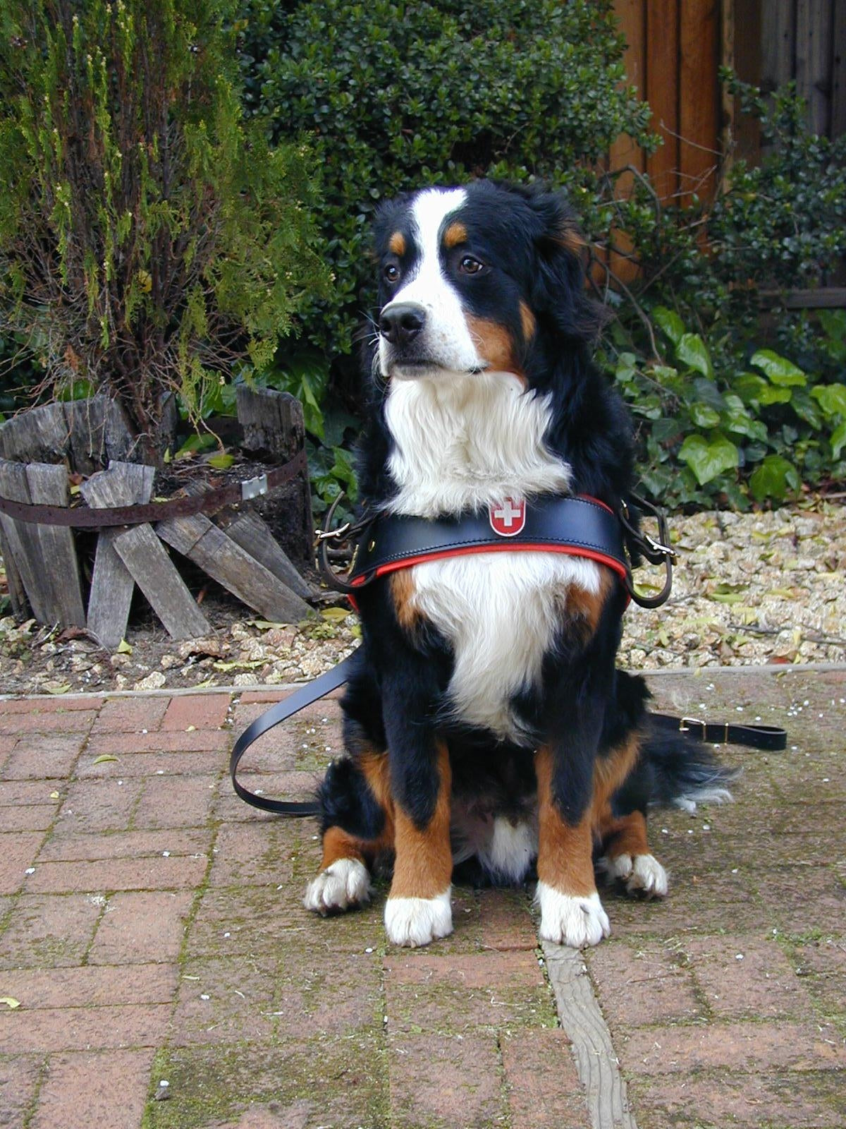 Premium Swiss Draft Horse Harness – Heavy Duty Leather Work Harness for Farming, Plowing & Logging | Durable & Comfortable for Draft Horses