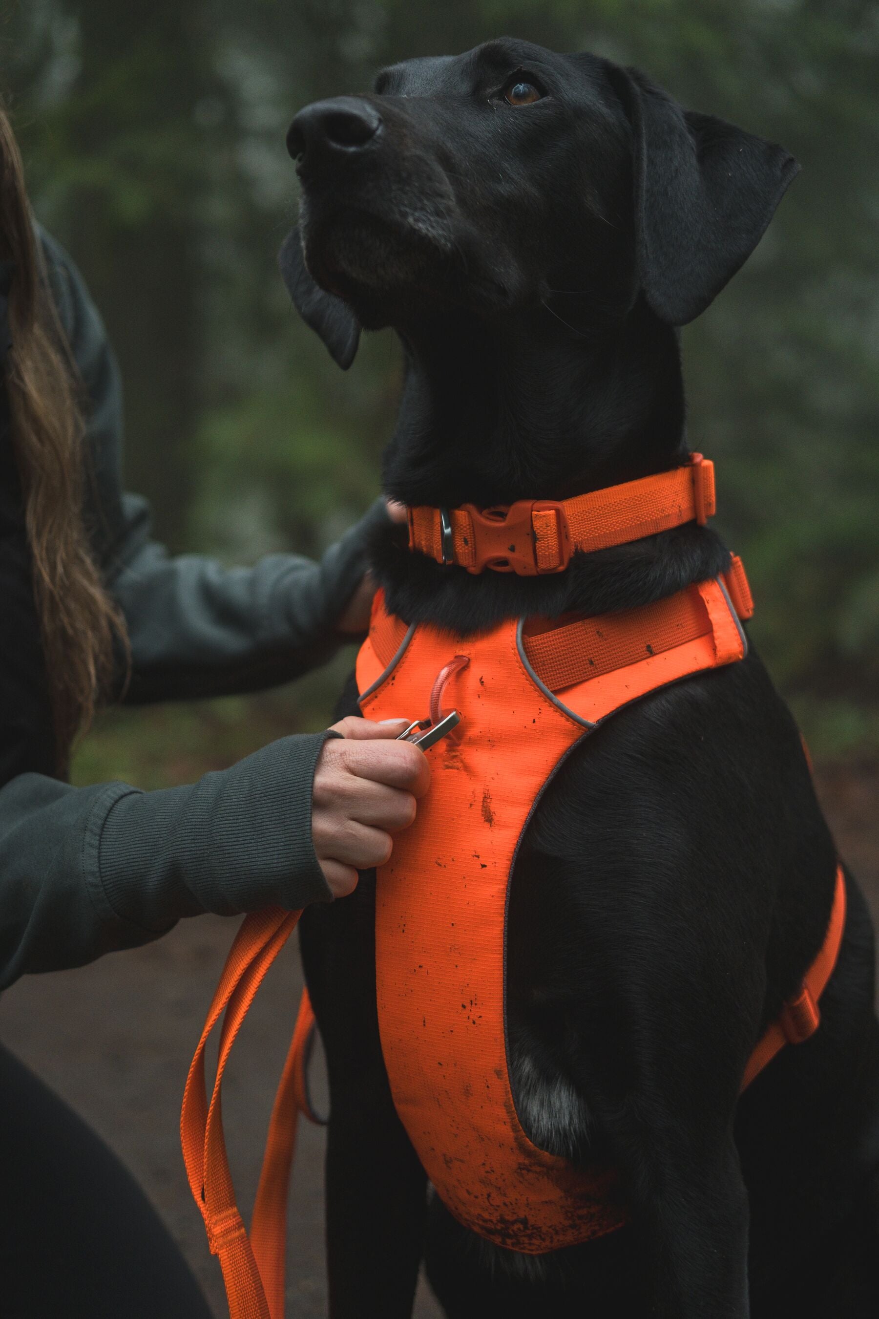 Ruffwear Front Range Dog Harness - Blaze Orange Reflective Vest for Medium & Large Dogs | Perfect for Hiking, Running & Outdoor Adventures
