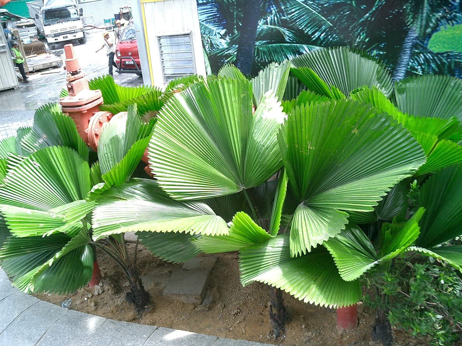 Licuala Grandis - Vanuatu Fan Palm & Ruffled Fan Palm - 5 Live Plants in 4 Inch Growers Pots - Rare Tropical Ornamental Palms for Florida Landscaping, Indoor Decor, and Exotic Gardens