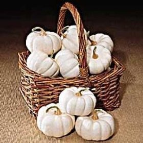 Organic Pumpkin Baby Boo Seeds - 1000 Non-GMO Heirloom Seeds for Fall Decorations, Halloween Pumpkins & Home Gardening - Perfect for DIY Crafts, Autumn Planting & Holiday Decor