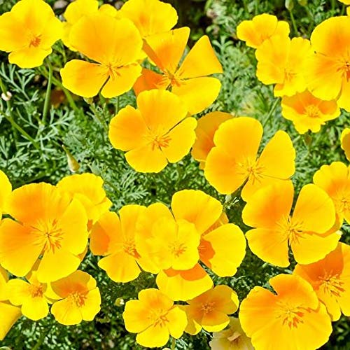 Organic California Poppy Seeds - Non-GMO Bulk Eschscholzia Californica (5 Lbs) for Gardening, Landscaping & Natural Remedies