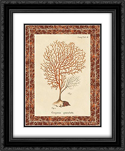 Wild Apple Portfolio 15x17 Black Ornate Framed Double Matted Museum Art Print - Gorgonia Granulata Marble Wall Decor for Living Room, Bedroom & Office