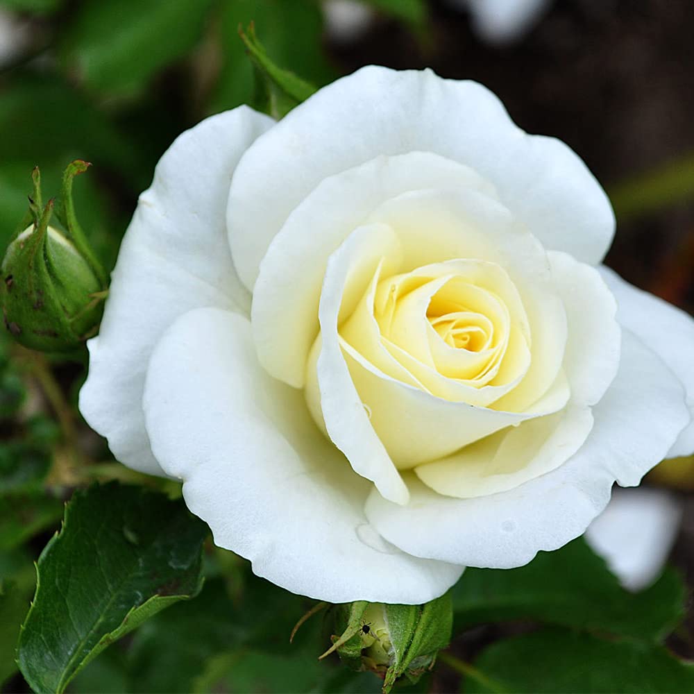 Heirloom Roses Own Root One Gallon Royal Swan Shrub Rose - Fragrant White Blooms for Garden Landscaping & Outdoor Decor