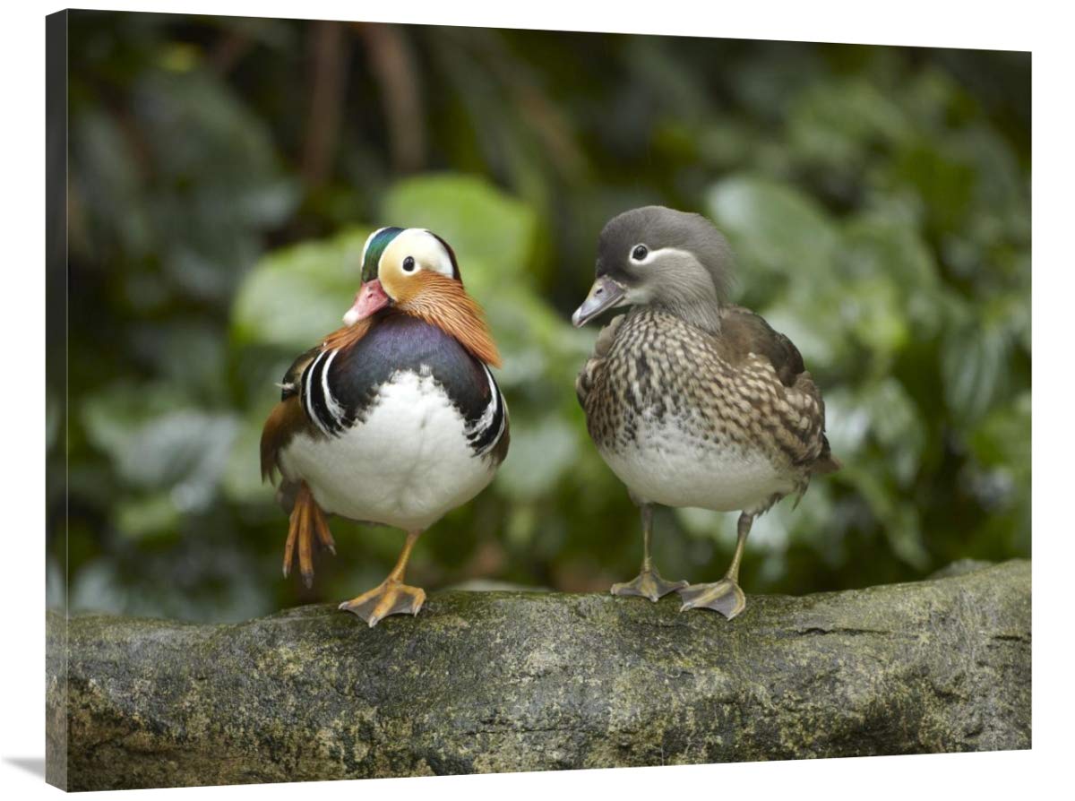 Mandarin Duck Male and Female Canvas Art Print - 40