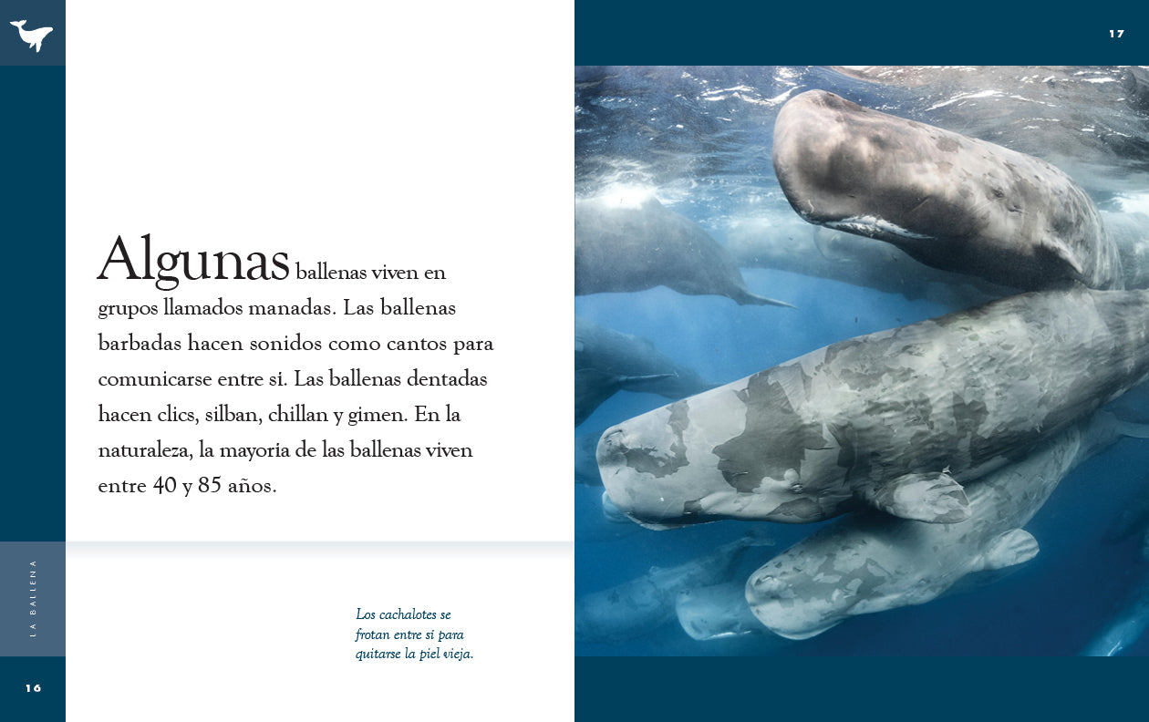 La Ballena Book 9781640266858 - Educational Marine Life Reading for Kids, Perfect for Classroom & Homeschool Learning