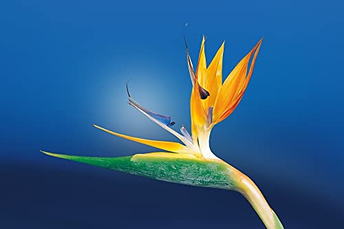 500-Piece Wooden Jigsaw Puzzle - Exotic Bird of Paradise Flower Puzzle for Adults & Kids | Fun Family Game Night Activity, Classroom Learning Tool & Stress Relief Gift