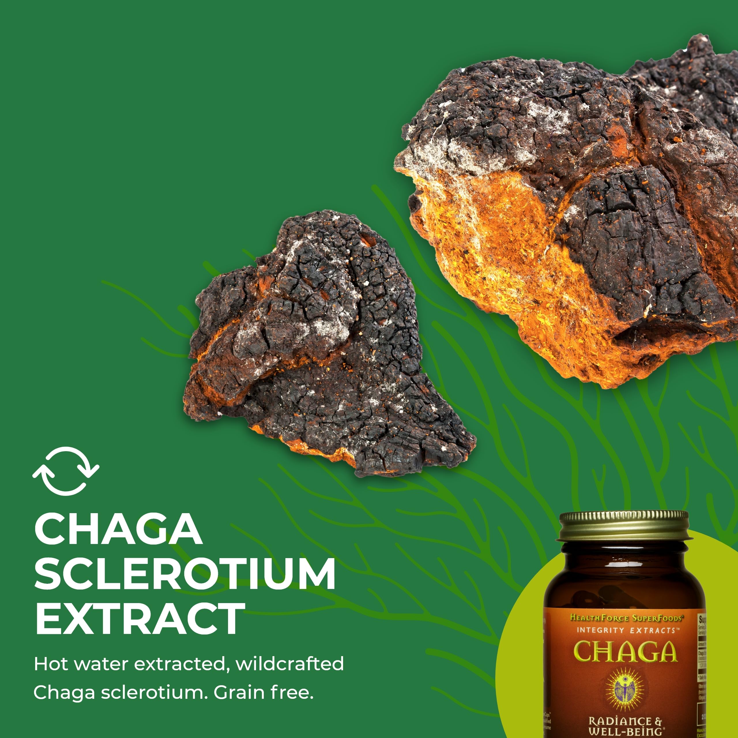 HealthForce SuperFoods Organic Chaga Mushroom Powder - 150g | Immune Support, Antioxidant Boost | Perfect for Smoothies, Coffee & Wellness Drinks