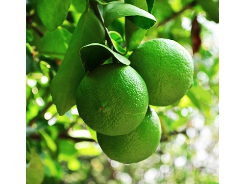 Premium Dwarf Persian Lime Tree - Fast Fruiting Indoor/Outdoor Citrus Plant with Juicy Limes - Perfect for Home Gardens, Patio Decor & Fresh Cocktail Ingredients - Gift Ready Potted Fruit Tree by The Magnolia Company