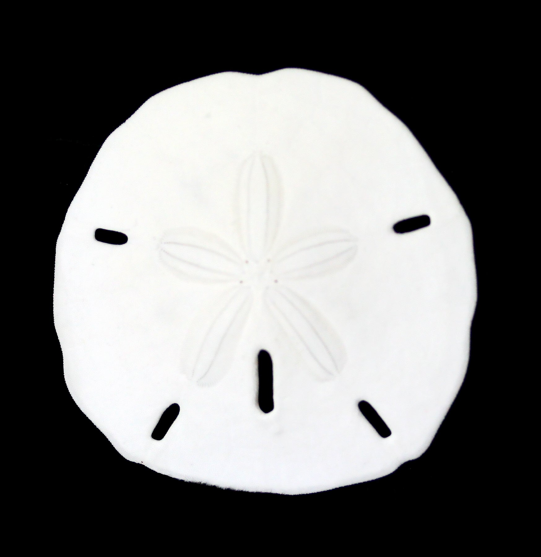 Authentic Florida Keyhole Sand Dollar Seashells - Perfect for Beach Decor, Crafts, and Coastal Home Accents | Great for DIY Projects, Wedding Favors, and Souvenirs
