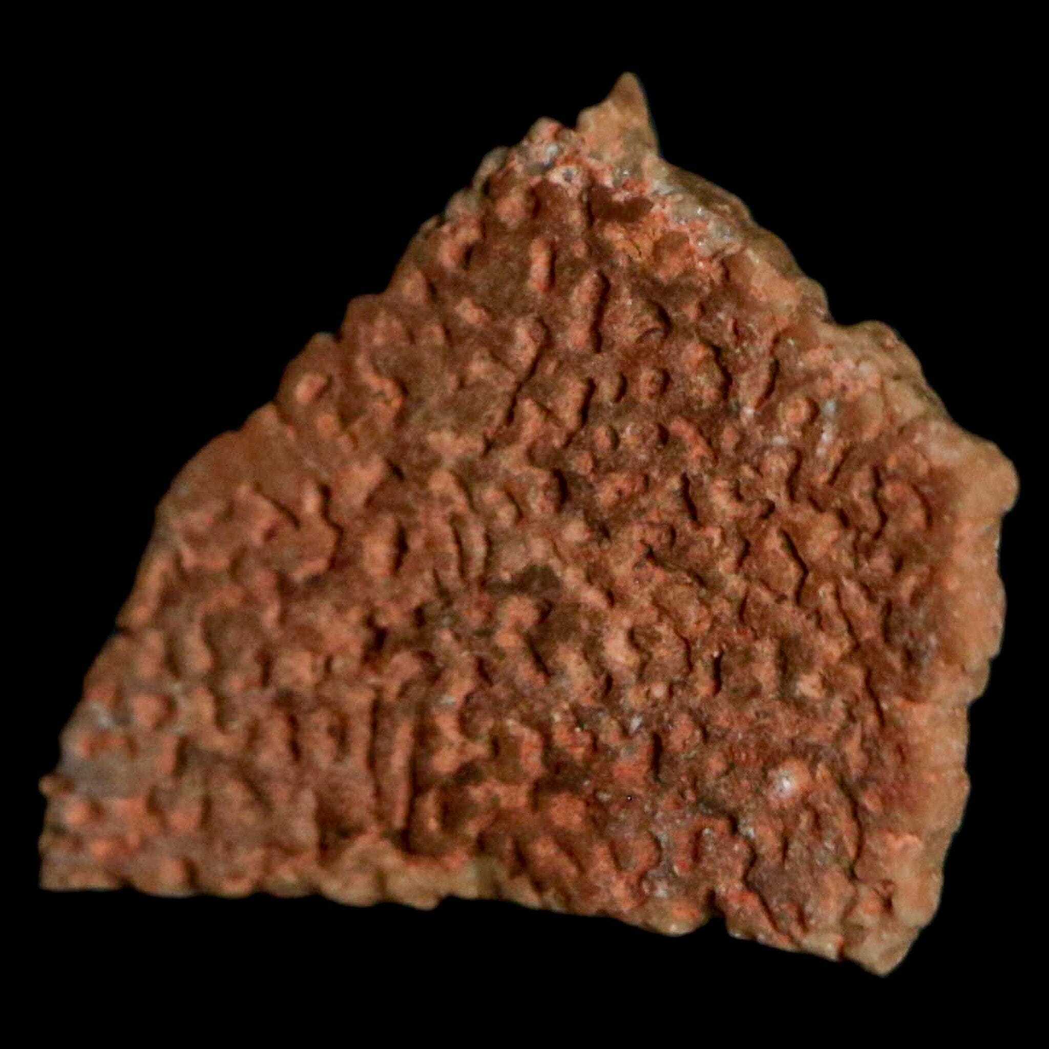 Authentic 0.5 Megaloolithus Titanosaur Dinosaur Fossil Egg Shell from Bouches-du-Rhône, France - Rare Collector's Item for Museum Display & Paleontology Enthusiasts - Perfect for Educational Exhibits, Home Decor, and Science Classrooms