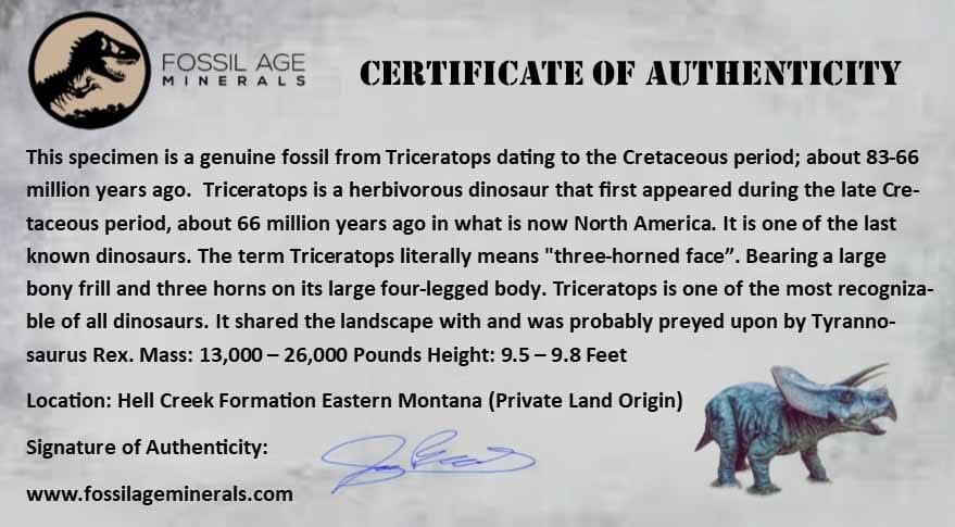Authentic 3.7