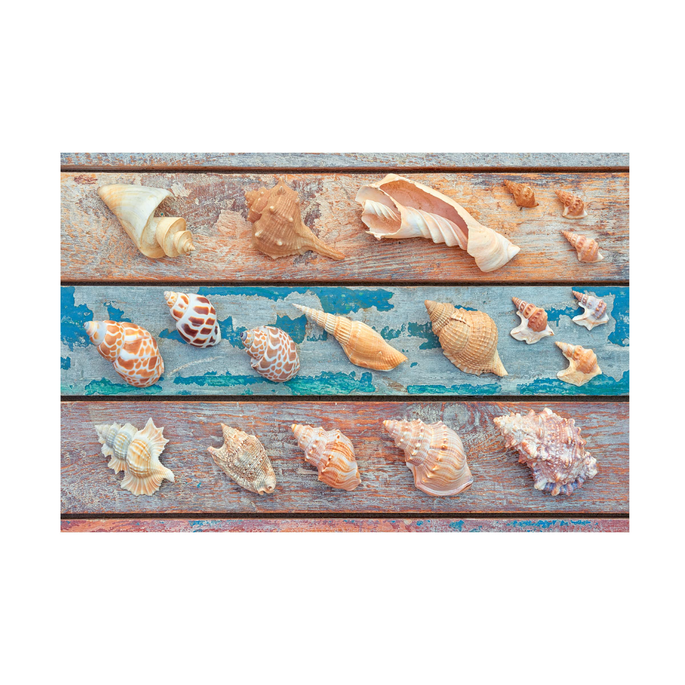 Trademark Fine Art 'Sea Snail Shells' Canvas Wall Art by Cora Niele - Coastal Beach House Decor, Ocean Themed Living Room Painting