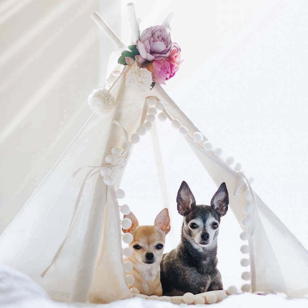Cozy Cat Igloo House - 100% Cotton Hypoallergenic Pet Bed for Indoor Cats, Small Dogs & Rabbits | Warm Teepee Tent for Winter, Perfect for Living Room & Bedroom