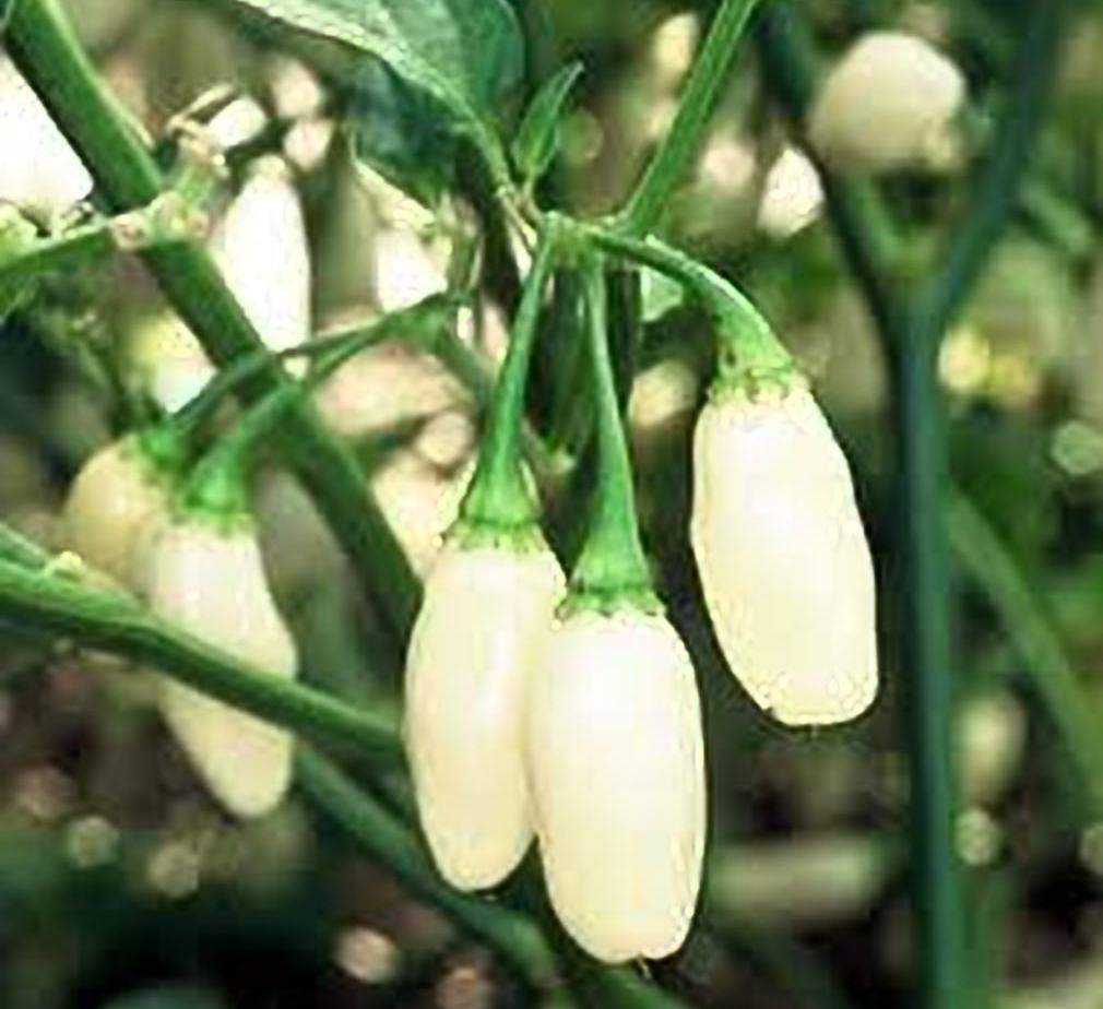 HOT White Habanero Pepper Seeds - Heirloom Vegetable Seeds by Seed Kingdom (35 Count) - Perfect for Home Gardening, Spicy Cooking & Hot Sauce Making