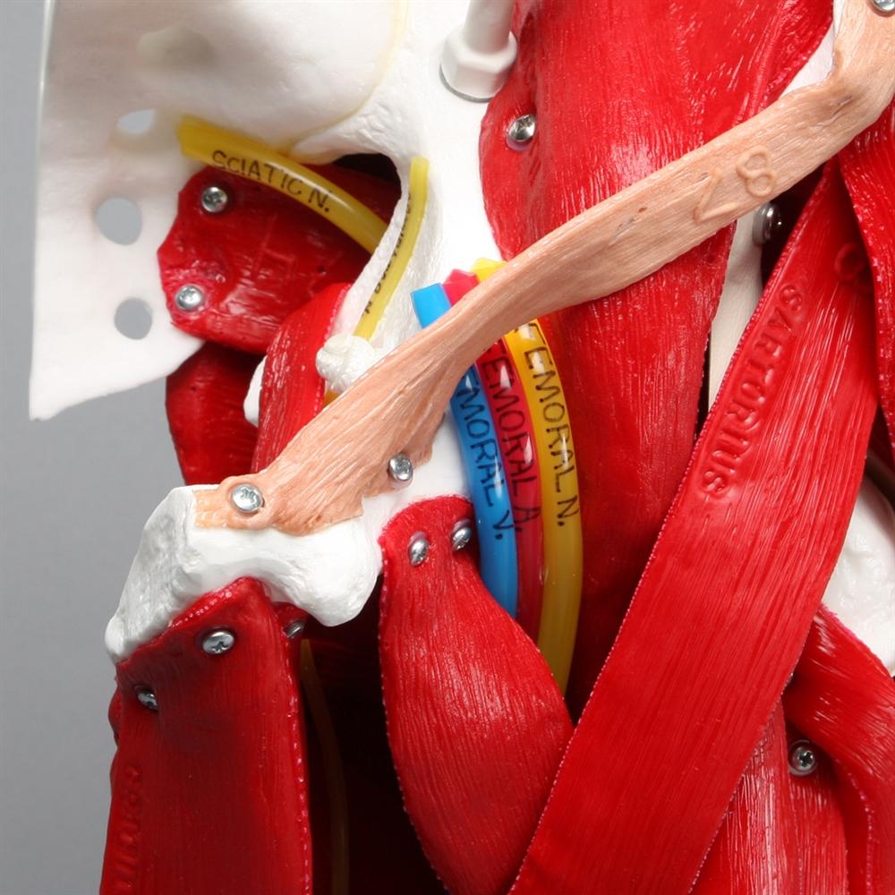 Realistic Hip Model with Muscles & Veins - Perfect for Medical Training, Anatomy Study, and Classroom Demonstrations