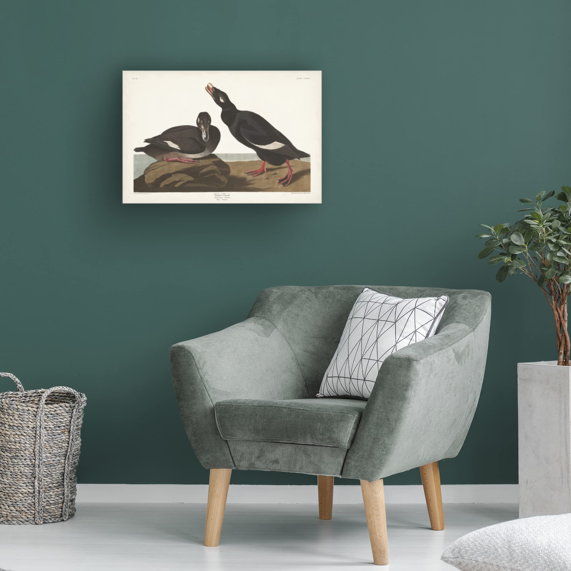 Trademark Fine Art 'Velvet Duck' Canvas Wall Art by John James Audubon - 30x47 Inches - Premium Wildlife Home Decor for Living Room, Bedroom & Office