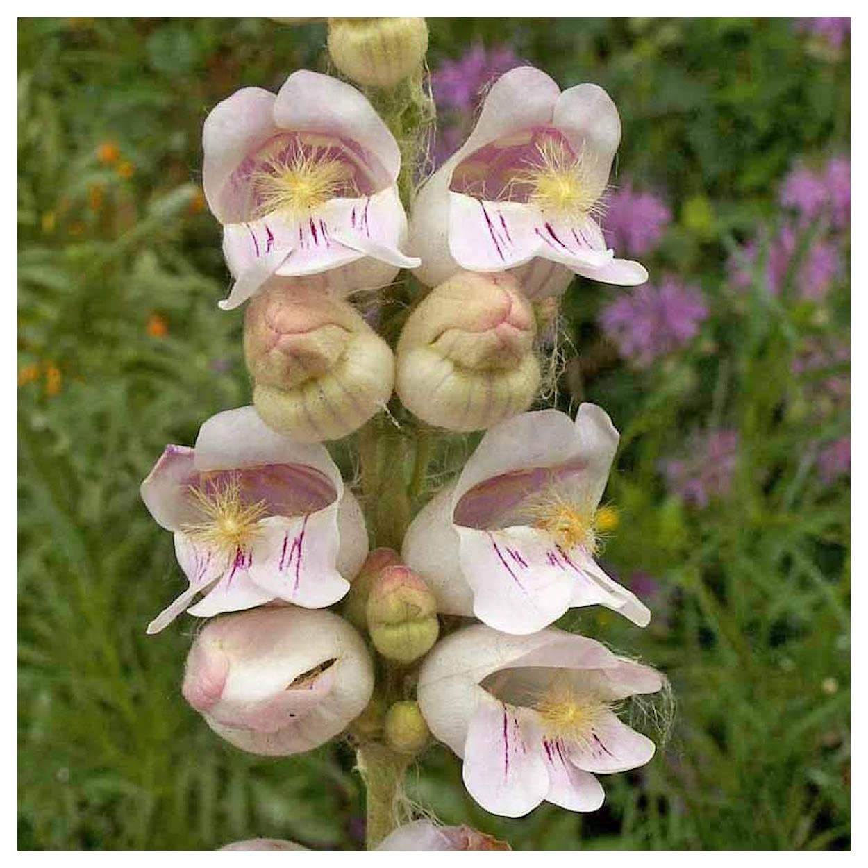 Everwilde Farms - 1/4 Lb Palmer's Penstemon Native Wildflower Seeds - Gold Vault Packaging - Attract Pollinators & Beautify Gardens