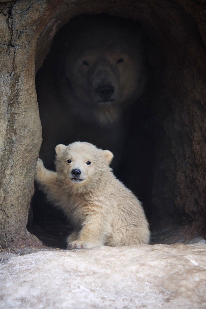 Polar Bear Cub in Cave - 24x36 Gallery Quality Metal Wall Art, Aluminum Home Decor for Living Room, Bedroom & Office