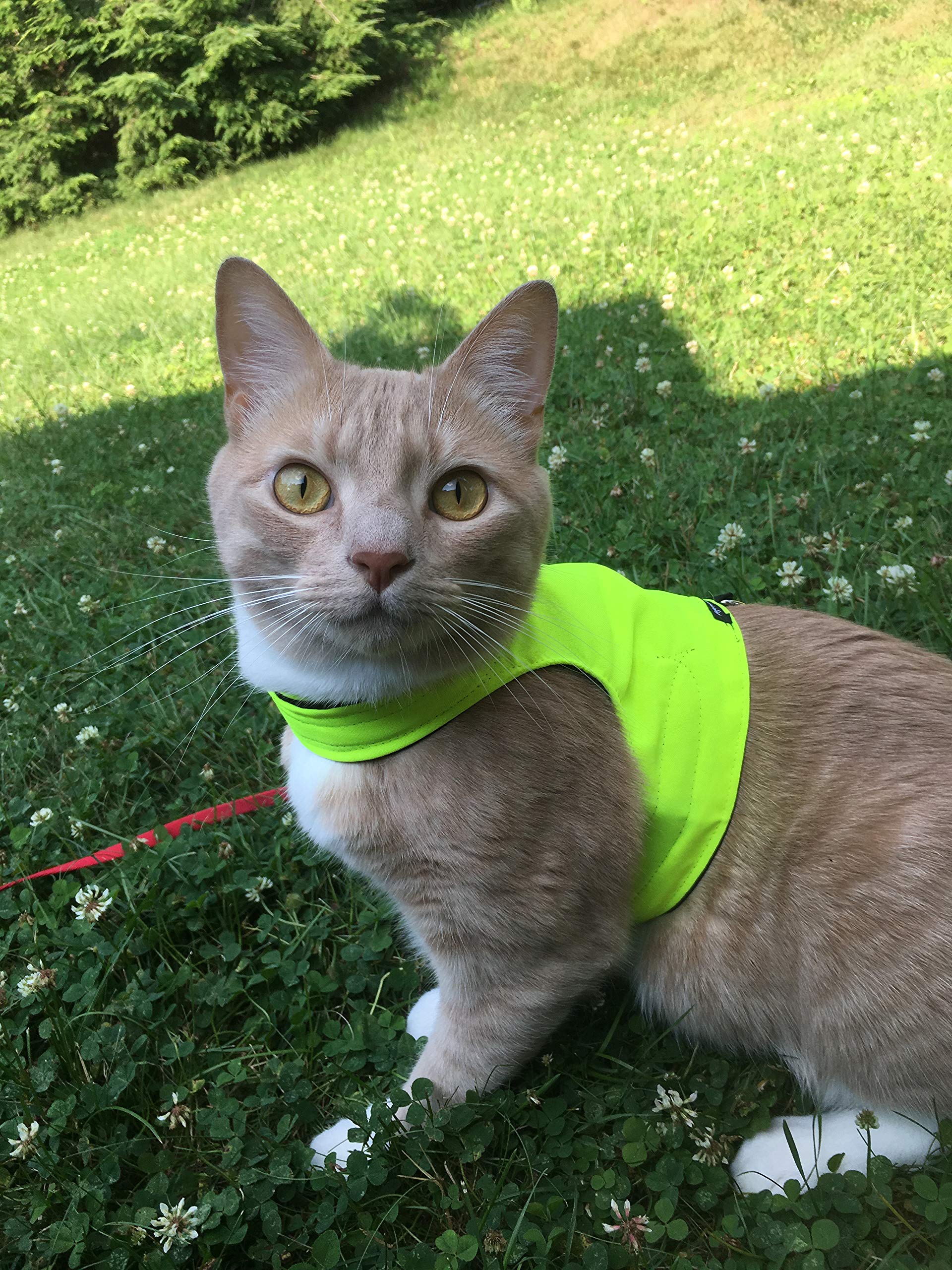 High Visibility Reflective Cat Jacket & Harness for Adult Cats - Safe Outdoor Walking & Nighttime Adventures