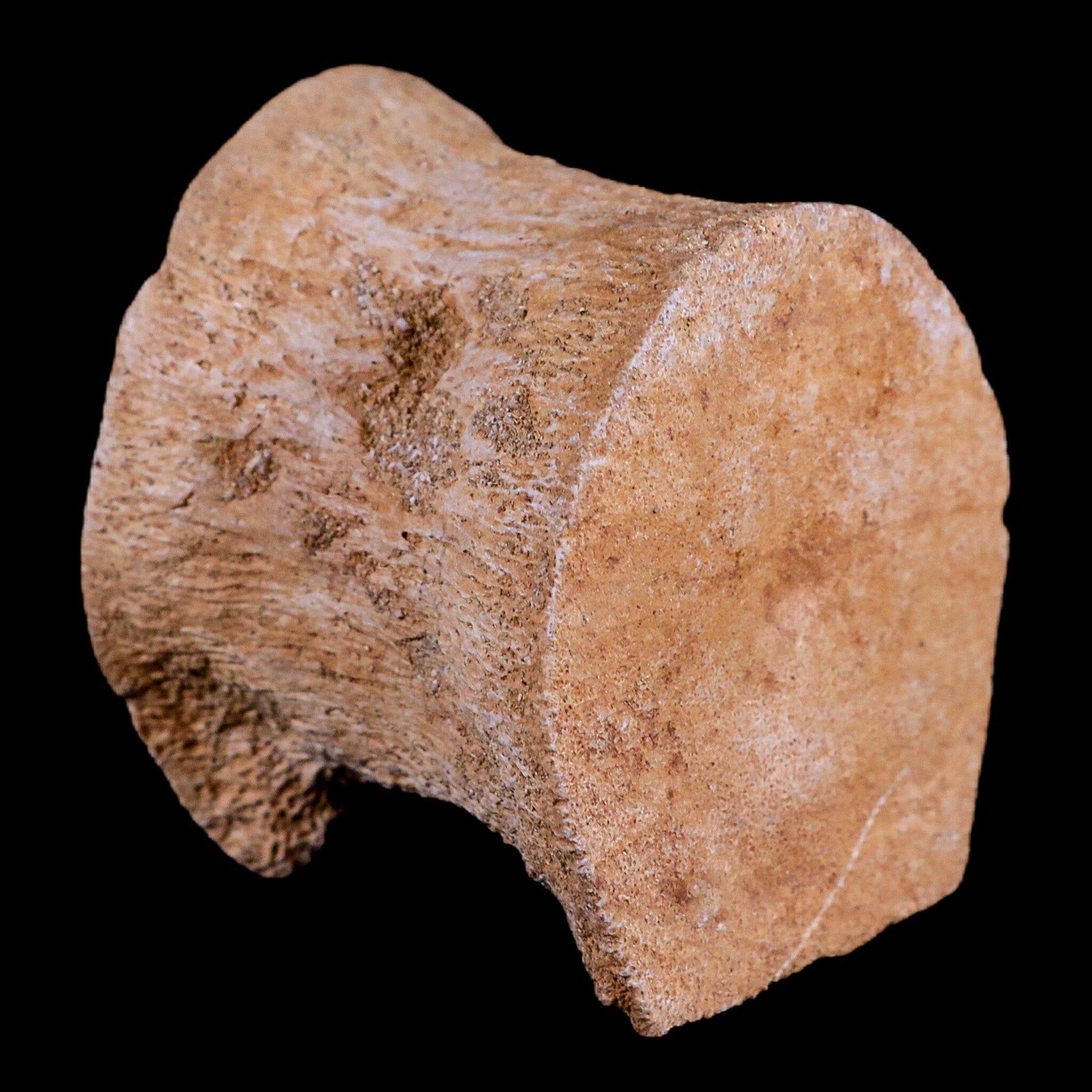 2 Authentic Plesiosaur Fossil Vertebrae - Cretaceous Dinosaur Era - Zarafasaura & Elasmosaurus Species - Includes COA - Perfect for Paleontology Collectors & Dinosaur Enthusiasts