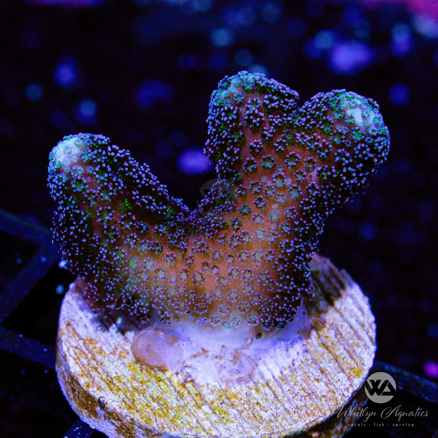 Milka Purple Stylophora Coral - Premium Live Saltwater Coral for Reef Aquariums | Perfect for Beginners & Advanced Hobbyists | Enhances Tank Beauty & Biodiversity