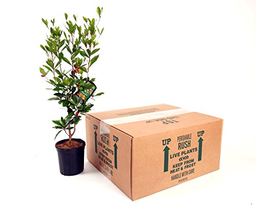 Miracle Fruit Plant (Synsepalum dulcificum) - 1 Gallon Pot | Sweet Flavor Enhancer | Perfect for Home Gardens, Indoor Plants & Tropical Landscaping