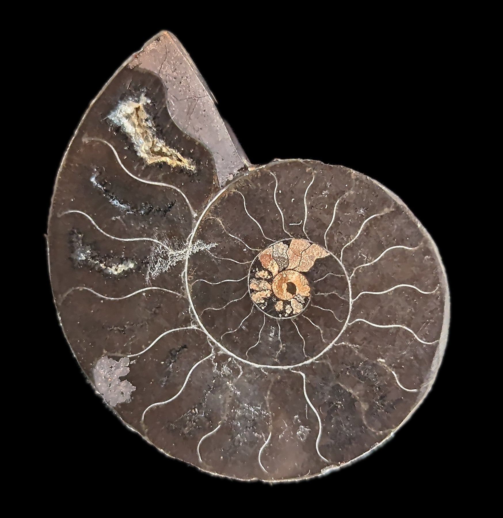 Agatized Black Ammonite Fossil - Rare Natural Gemstone Specimen for Collectors, Jewelry Making & Home Decor