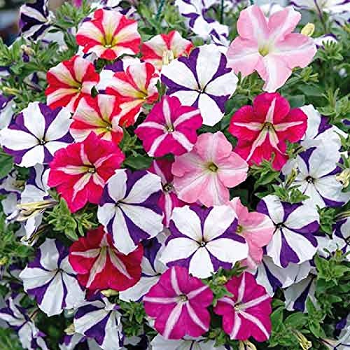 500 Petunia Starfall F1 Rainbow Mix Flower Seeds - Non-GMO, Heirloom, Indoor/Outdoor Annual Blooms for Garden Beds, Hanging Baskets & Container Planting