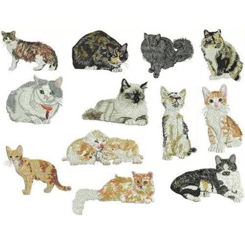 Cats2