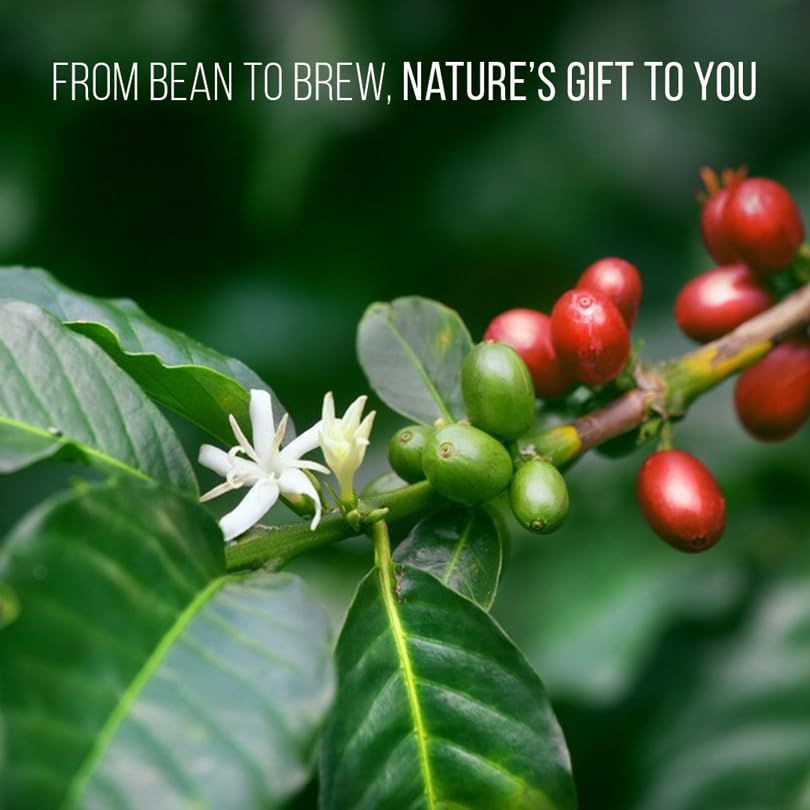 Organic Arabica Coffee Plant (4 Pack) - Live Coffee Tree for Home Garden, Easy to Grow, Fresh Coffee Beans | Perfect for Indoor Herb Garden, Kitchen Windowsill, or Backyard Farming | Grow Your Own Organic Coffee at Home