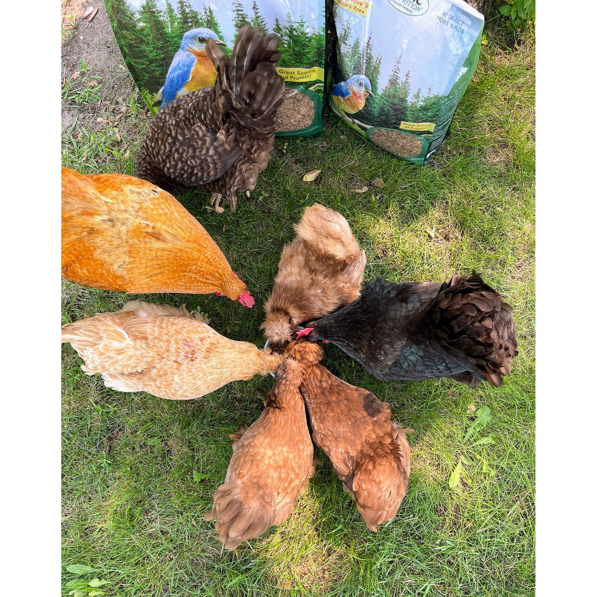 Premium Dried Mealworms Bulk - High Protein Natural Bird & Chicken Feed - Perfect for Wild Birds, Poultry, Reptiles & Fishing Bait