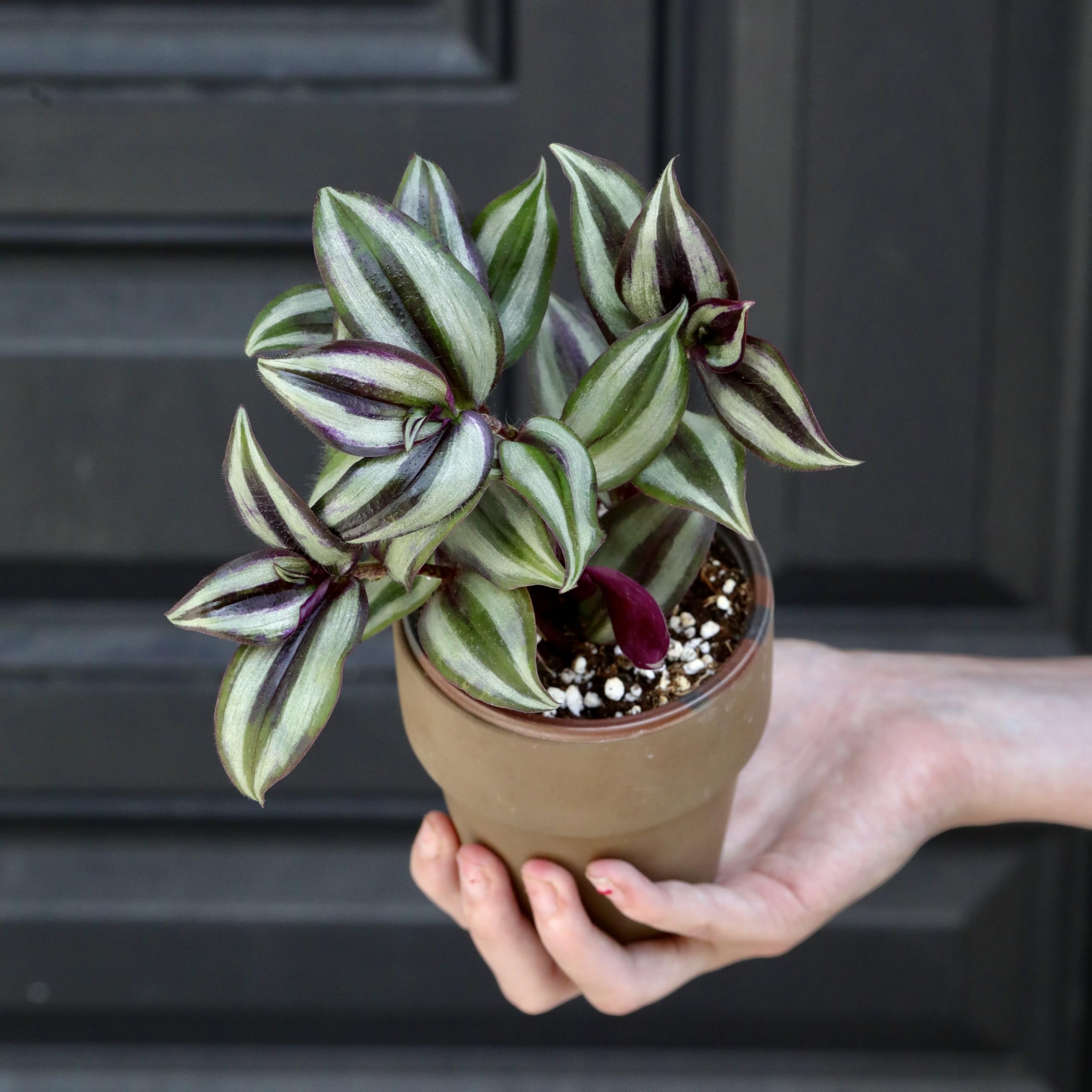Live Silver Wandering Jew Plant in 3 Inch Pot - Low Maintenance Indoor Houseplant for Office & Home - Air Purifying Plant for Bedroom, Living Room & Low Light Spaces