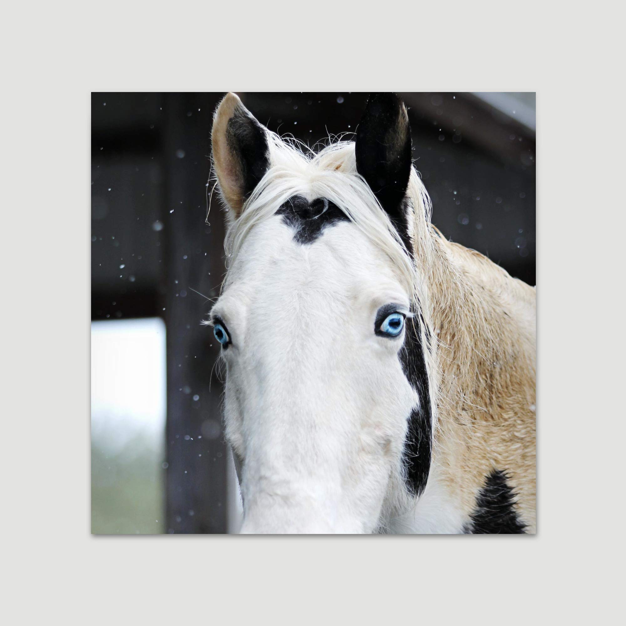 Premium Horse Wall Art Print - 24x24 Inch Farmhouse Country Style Animal Photography for Living Room & Bedroom Decor | Ready to Hang | Perfect for Western, Equestrian & Ranch Home Decor