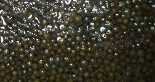 Water Softener Repair Resin Restorer and Cleaner | Remove Iron, Calcium & Hard Water Buildup | Extends System Life | Ideal for Home, RV & Well Water Systems