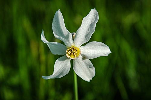 20x30 Inch Laminated Narcissus White Flower Poster - Vibrant Nature Plant Wall Art for Home & Office Decor - Perfect for Living Room, Bedroom, or Gift Giving