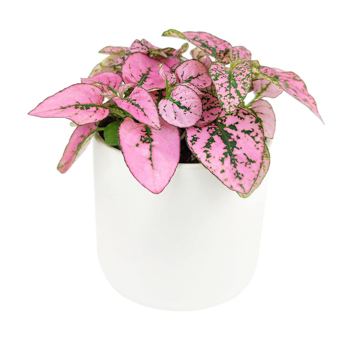 Hypoestes Phyllostachya Pink Splash Plant - 4 Inch Live Houseplant with Vibrant Pink Foliage | Low Maintenance Indoor Plant for Home, Office Decor | Perfect for Tabletops, Shelves & Gift Giving
