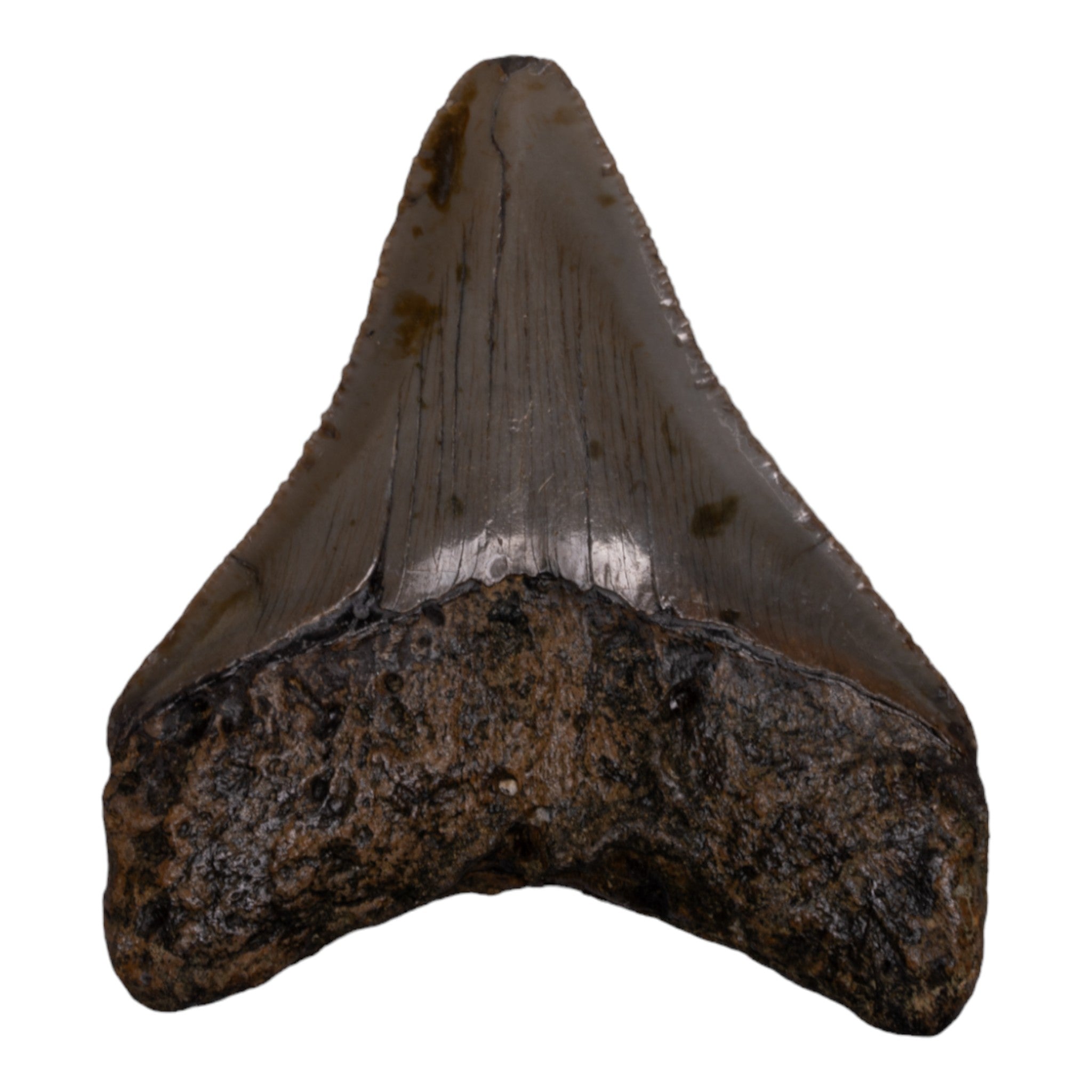 Authentic Megalodon Shark Tooth Fossil - Rare Collectible Prehistoric Relic for Display, Education & Gift Giving