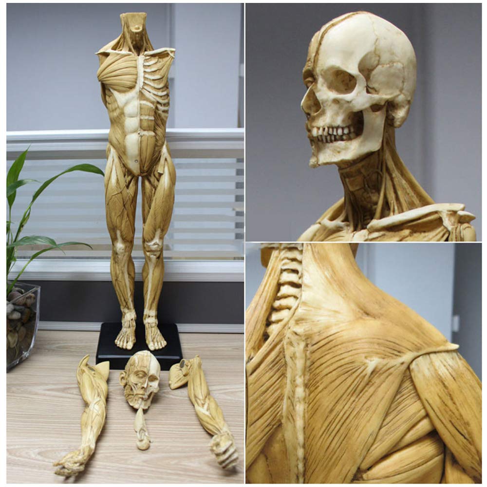 23 Inch (60cm) Male Anatomy Figure - Human Body Muscle & Skeleton Anatomical Model for Medical Students, Doctors & Teachers | Perfect for Classroom Demonstrations, Medical Training & Science Education